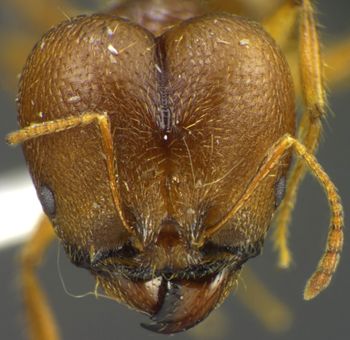 Media type: image;   Entomology 34351 Aspect: head frontal view